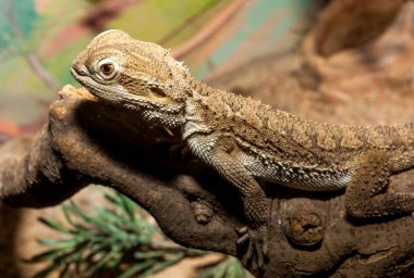 Avustralya su ejderhası bazen evcil hayvan olarak tutulur.