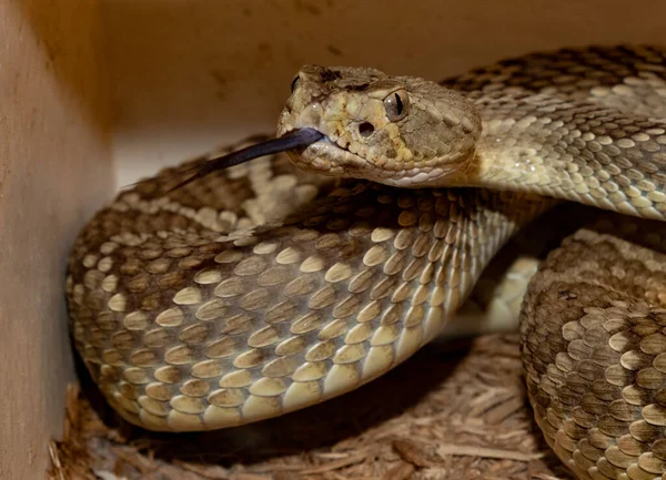 Americano Sonaglio Serpente Con Lingua Fuori — Foto Stock