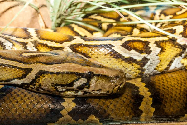 Stor Slange Dette Reticulated Python Australien - Stock-foto