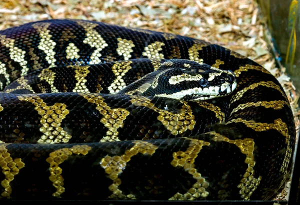 Duży Wąż Jest Reticulacji Python Australii — Zdjęcie stockowe