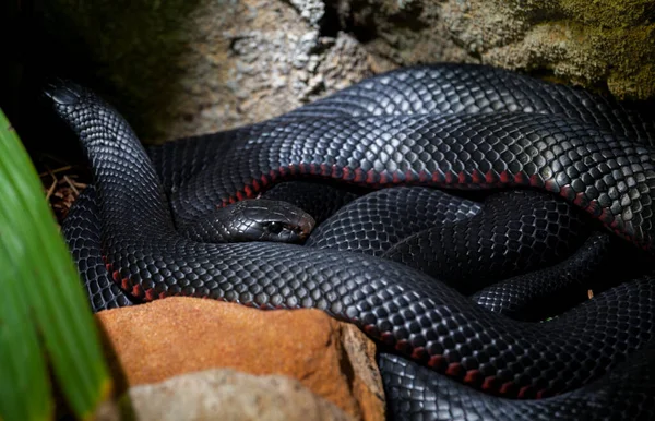 Красный Живот Черная Змея Австралии — стоковое фото