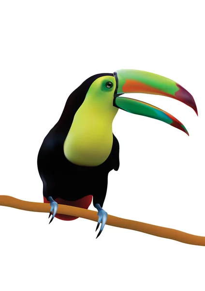 Realistic Toucan Branch — Stock Vector