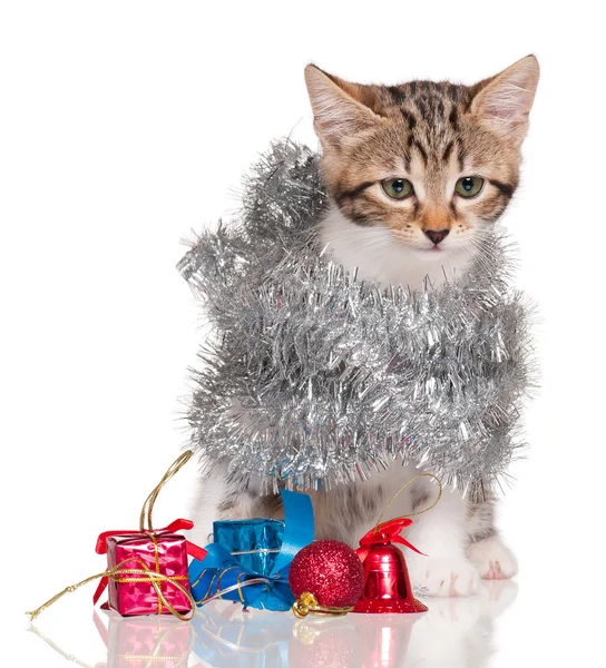 Leuk weinig katje — Stockfoto