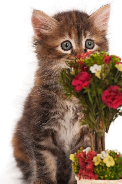 Lindo gatito siberiano — Foto de Stock