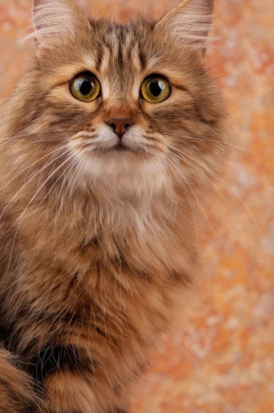 Kot syberyjski piękne — Zdjęcie stockowe