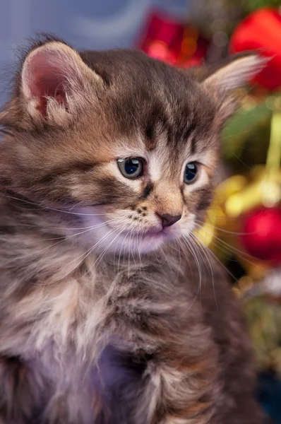 Şirin tüylü yavru kedi — Stok fotoğraf