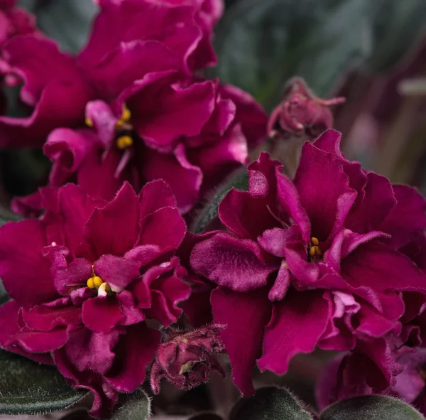 Beautiful violet flower — Stock Photo, Image