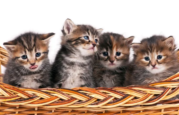 Lindos gatitos siberianos — Foto de Stock