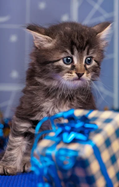 Lindo gatito esponjoso —  Fotos de Stock