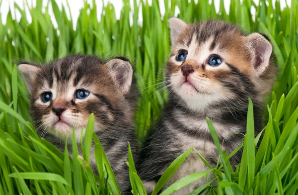 Gatinhos bonitos — Fotografia de Stock