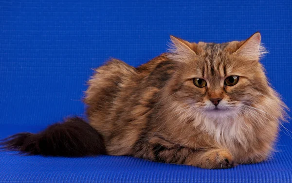 Adult siberian cat — Stock Photo, Image