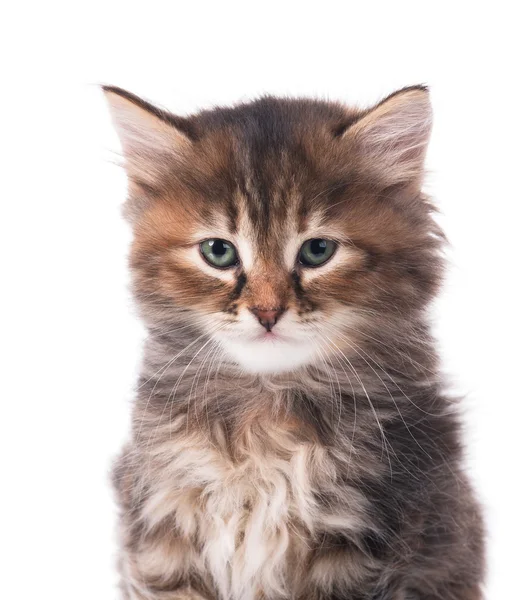 Gatinho siberiano bonito — Fotografia de Stock