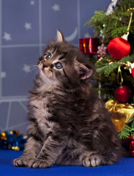 Niedliches, flauschiges Kätzchen — Stockfoto