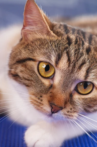 Cute adult tabby — Stock Photo, Image