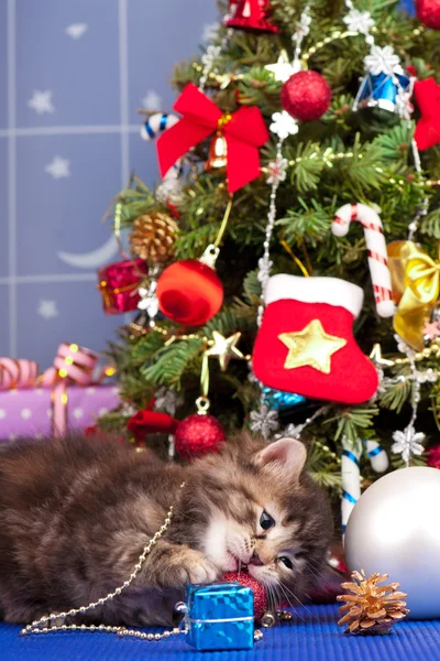 Gatinho fofo bonito — Fotografia de Stock