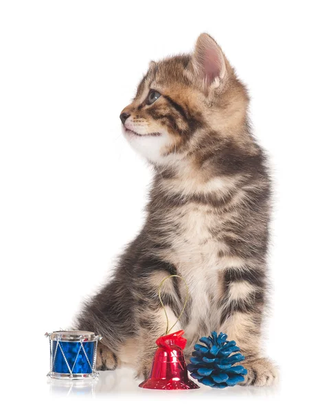 Lindo gatito — Foto de Stock