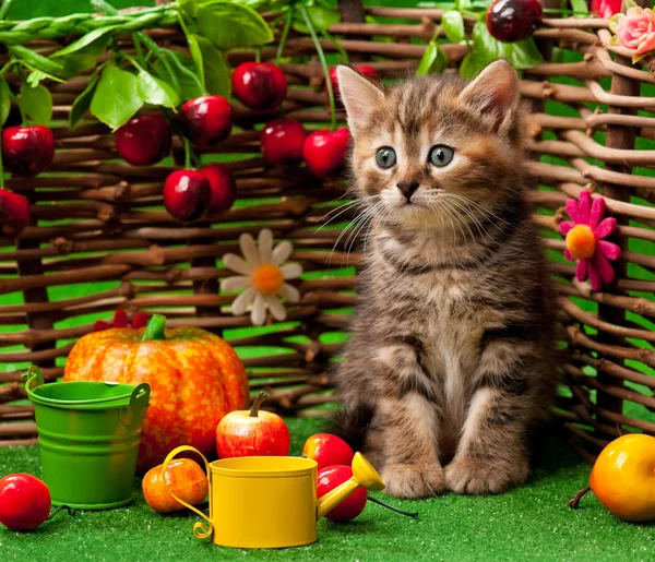 Cute little kitten — Stock Photo, Image