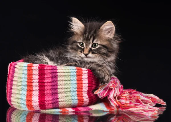 可爱的西伯利亚小猫 — 图库照片