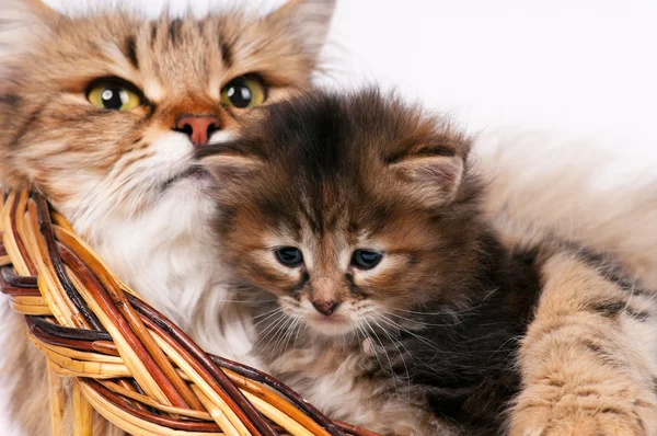 Lovely siberian cat — Stock Photo, Image