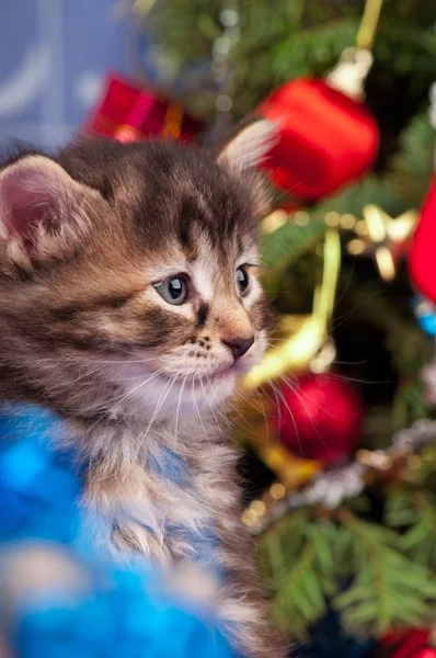 Şirin tüylü yavru kedi — Stok fotoğraf