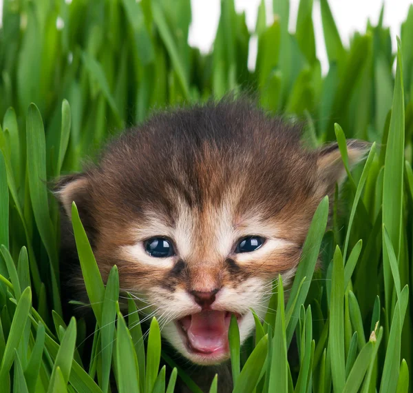 かわいい子猫 — ストック写真