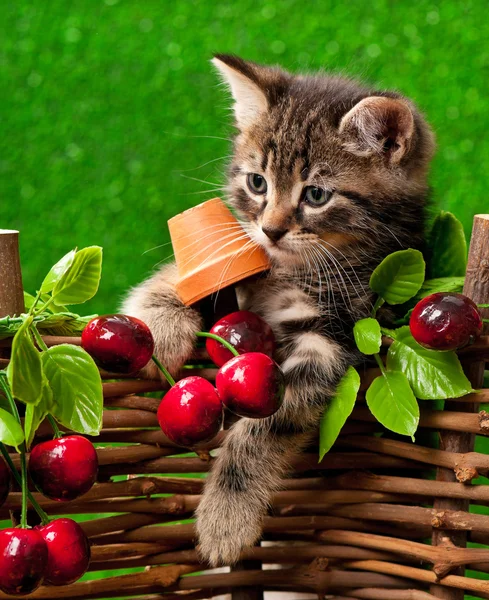 Cute little kitten — Stock Photo, Image