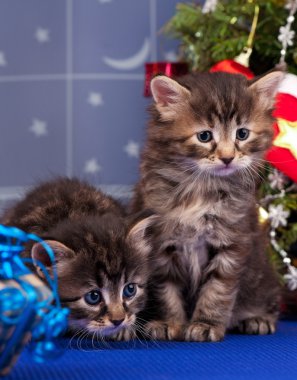 Şirin Sibirya yavru kedi