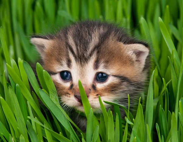 Söta lilla kattunge — Stockfoto