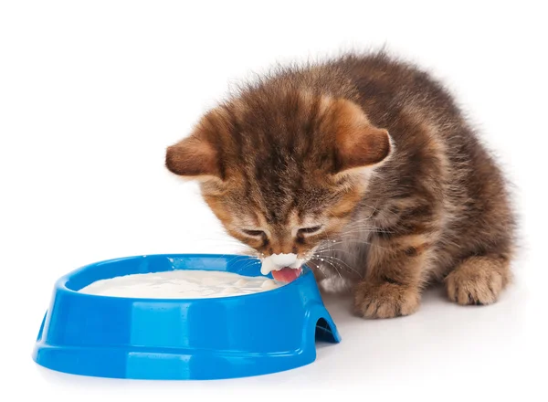 Gatinho bonito — Fotografia de Stock