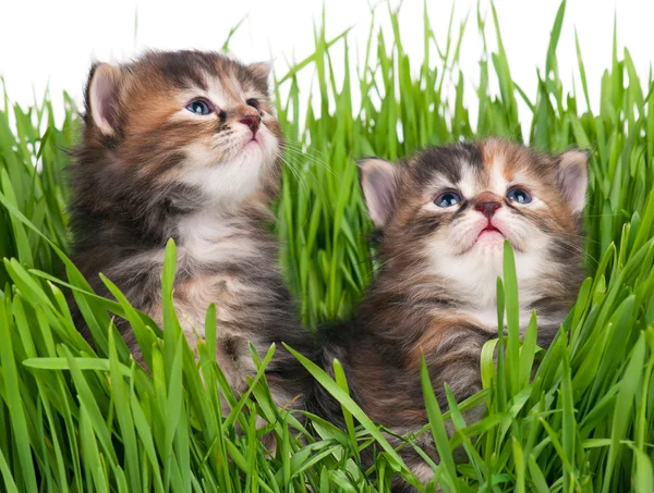 Gatinhos bonitos — Fotografia de Stock