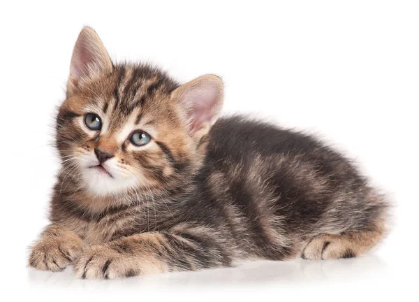 Poważne słodkie kitten — Zdjęcie stockowe