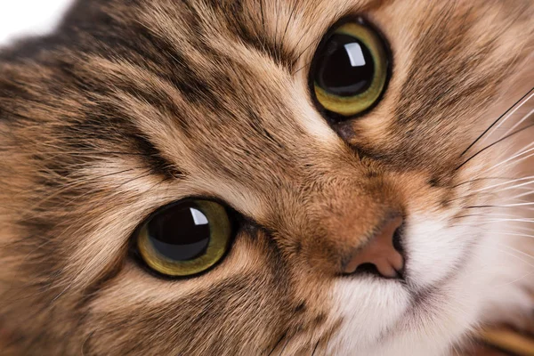 Сибирская кошка — стоковое фото