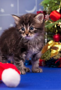 Şirin tüylü yavru kedi 