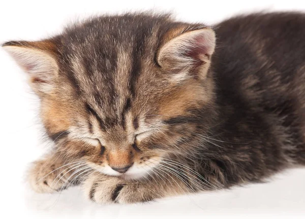 Gatinho adormecido bonito — Fotografia de Stock