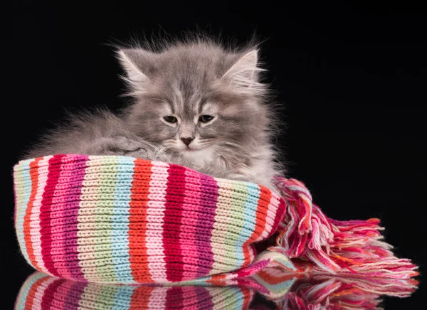 かわいいふわふわ子猫 — ストック写真