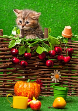 Cute little kitten clipart