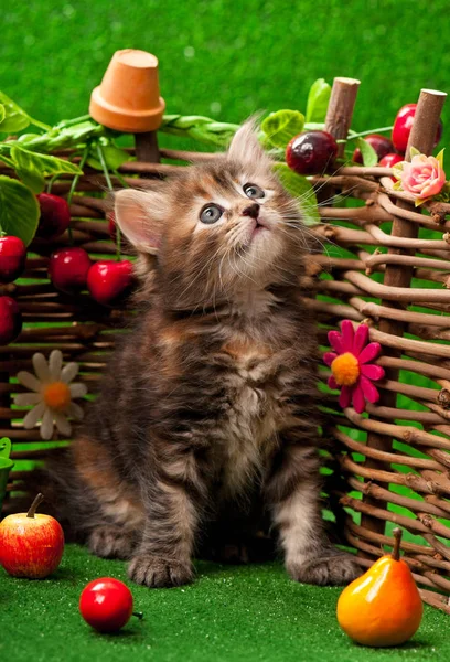 Cute little kitten — Stock Photo, Image