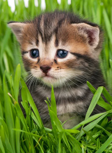 Gatinho bonito — Fotografia de Stock