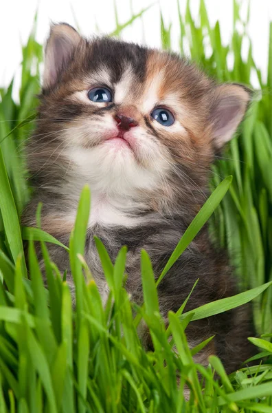 Niedliches kleines Kätzchen — Stockfoto