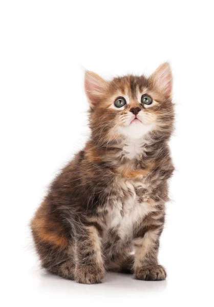 Şirin Sibirya yavru kedi — Stok fotoğraf