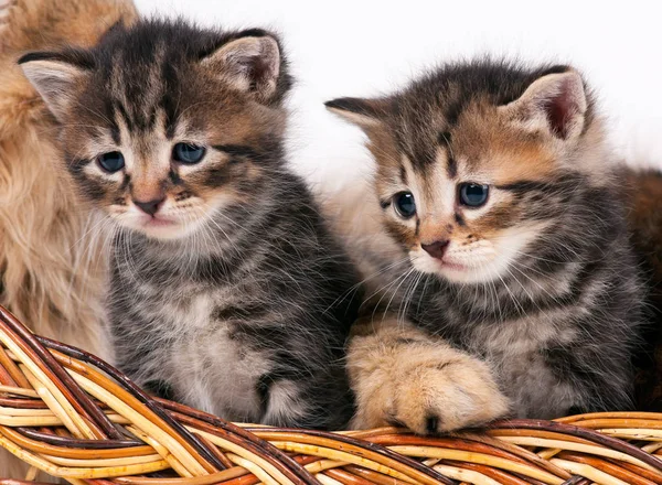 Cute siberian kittens — Stock Photo, Image