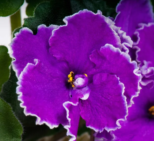 Flor violeta lila —  Fotos de Stock