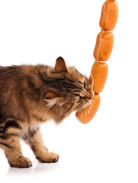 Hungry siberian cat — Stock Photo, Image