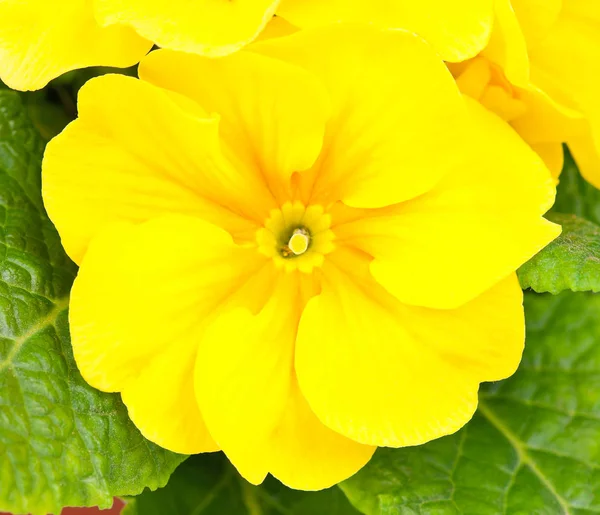 Blossoming yellow primrose — Stock Photo, Image