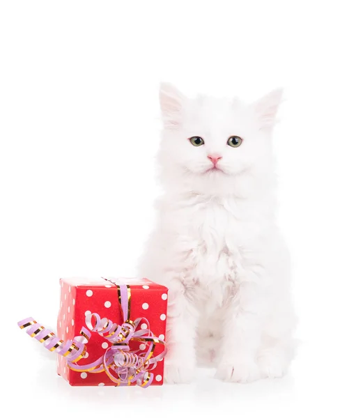 Cute fluffy kitten — Stock Photo, Image
