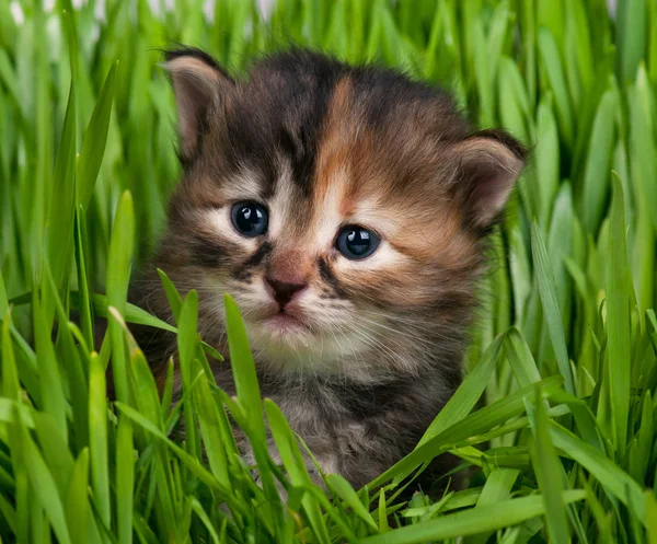 可爱的小猫 — 图库照片
