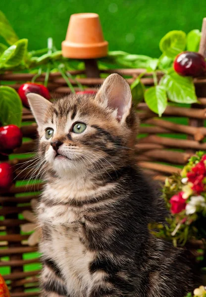 Cute little kitten — Stock Photo, Image