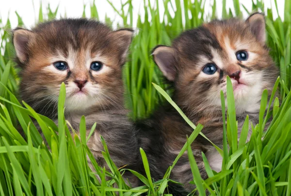 Słodkie małe kociaki — Zdjęcie stockowe