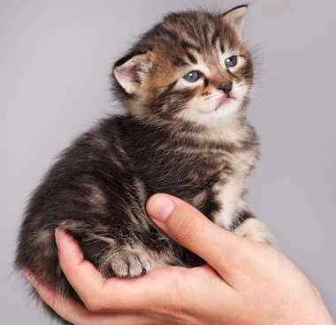 üzgün küçük kedi yavrusu