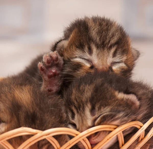Söta nyfödda kattungar — Stockfoto